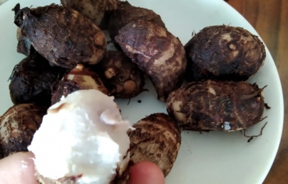 Lợi ích chữa bệnh tuyệt vời từ khoai sọ
