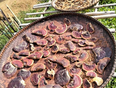 NẤM LINH CHI RỪNG QUẢNG NAM