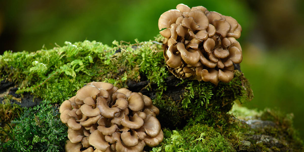 Nấm Maitake