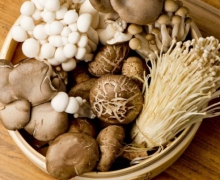 Nấm - một “thần dược” cho não bộ Nấm - một “thần dược” cho não bộ