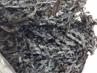 RONG BIỂN NHA TRANG RONG BIỂN NHA TRANG