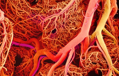 Sự Kì Diệu Của Thạch Kanten Sự Kì Diệu Của Thạch Kanten